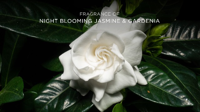 Kimirica Love Duo Gift Set: Lotion and Gel