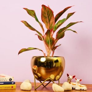 Stylish Golden Metal Planter with Stand for Indoor and Outdoor Use
