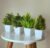 Mini Faux Eucalyptus Plants Set of 4 – Green